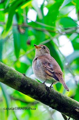 Brown-streaked Flycatcher (Muscicapa williamsoni)