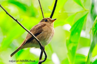 Brown-streaked Flycatcher (Muscicapa williamsoni)