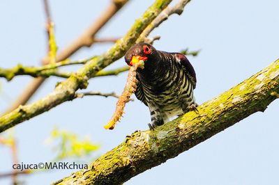 Violet Cuckoo (Chrysococcyx xanthorhynchus) , Male