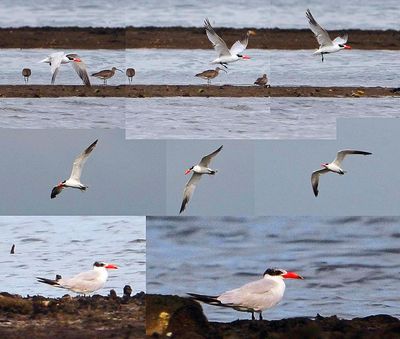  Laridae (Gulls and terns)
