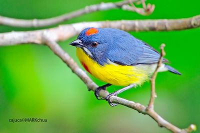 Crimson-breasted Flowerpecker ( Prionochilus percussus )