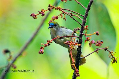 Plain Sunbird (Anthreptes simplex)