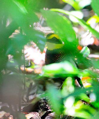 Banded Pitta (Pitta guajana)