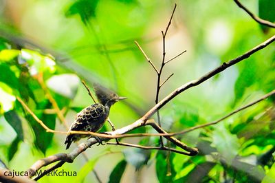 Grey-and-buff Woodpecker (Hemicircus concretus)