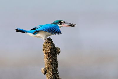 _DSC8716.JPG