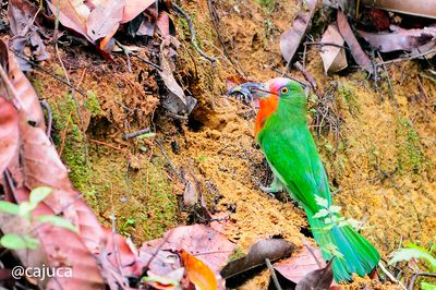 Red-bearded Bee-eater ( Nyctyornis amictus )