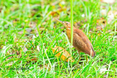 Cinnamon Bittern (Ixobrychus cinnamomeus)