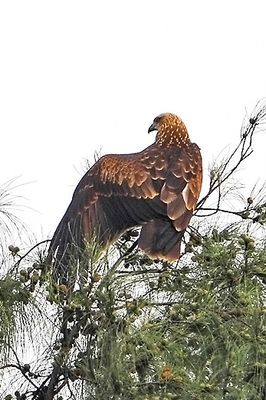 Brahminy Kite, Juvenile