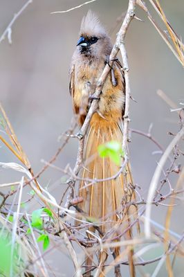 speckled mousebird (Colius striatus)