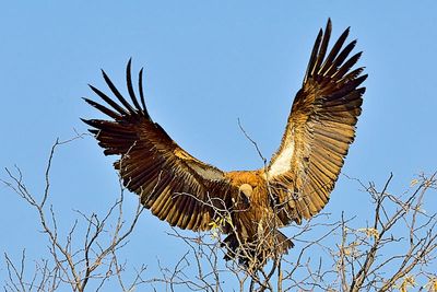 SA - Kruger National Park