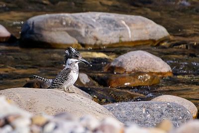 DSC_2845_01.JPG