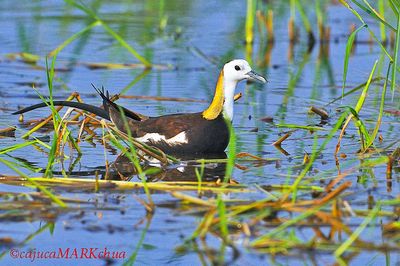  Pheasant-tailed Jacana (Hydrophasianus chirurgus)