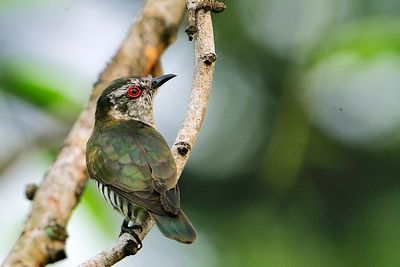 Little Bronze-Cuckoo, Male