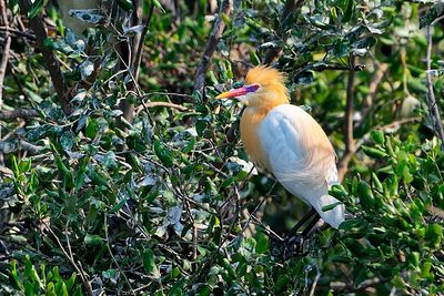 CATTLE EGRET (Bubulcus ibis)