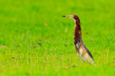 Chinese Pond-Heron (Ardeola bacchus) in breeding plumage