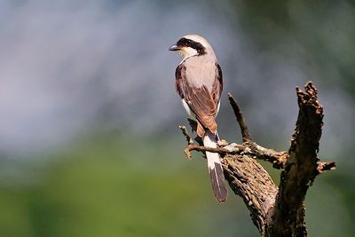 Lesser grey  shrike
