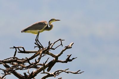 Black-headed Heron