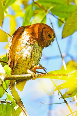 oriental scops owl