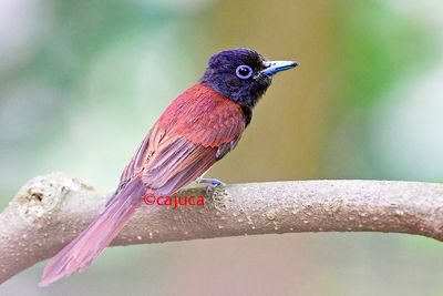 Japanese Paradise Flycatcher (Terpsiphone atrocauda)