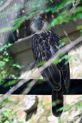 Philippine eagle (Pithecophaga jefferyi)