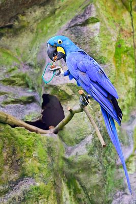 Lear's macaw (Anodorhynchus leari)