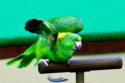 yellow-naped amazon or yellow-naped parrot (Amazona auropalliata)