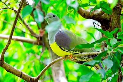 (Treron waalia) yellow-bellied fruit pigeon