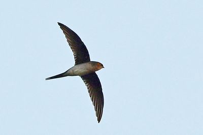 Grey-rumped treeswift ( Hemiprocne longipennis)