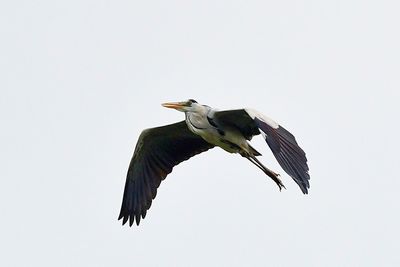 Grey Heron (Ardea cinera)