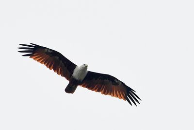 Brahminy Kite (Haliastur indus)