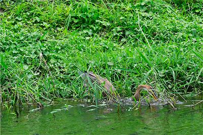 purpleheron.jpg