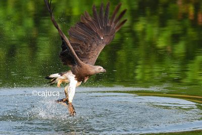 grey-headed fish eagle