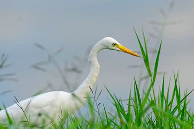 intermediate egret   (Ardea intermedia) 