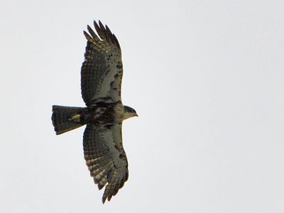 Rufous-bellied Eagle (Hieraaetus kienerii)