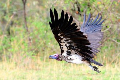 Lappet-faced vulture (Aegypius tracheliotus)