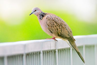 Birdwatching (MArk) - 观鸟台