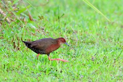 Ruddy-breasted crake (Porzana fusca)