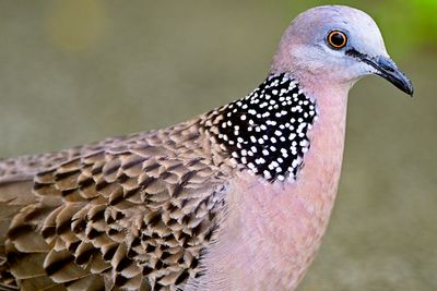 Spotted Dove (Streptopelia chinensis)