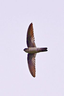 Wild birds at singapore