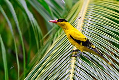 Black-naped Oriole (Oriolus chinensis)