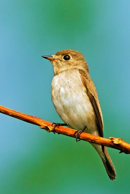 Thailand Birds