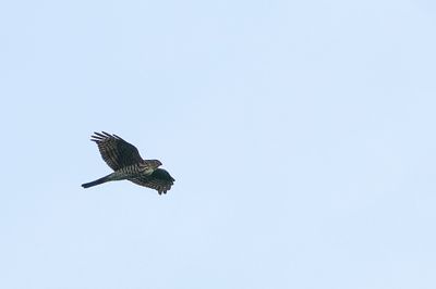 Besra (Accipiter virgatus)?? 