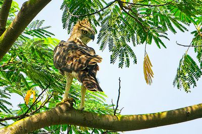 Changeable Hawk Eagle (Spizaetus cirrhatus)