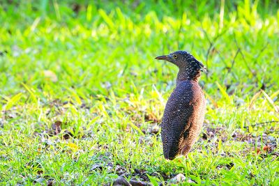 Malayan Night Heron (Gorsachius melanolophus)