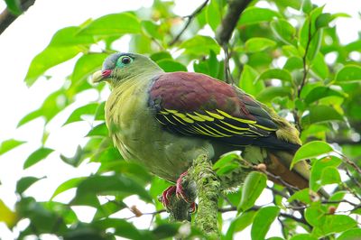 Thick-billed Pigeon (Treron curvirostra )