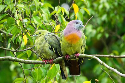 Pink-necked Green Pigeon ( Treron vernans )