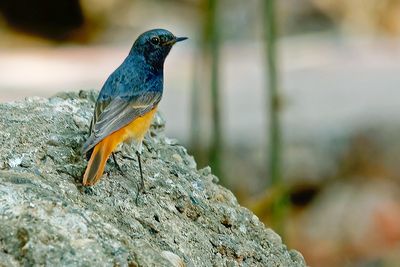 DSC_1433-NEF_DxO_DeepPRIMEXD.jpg