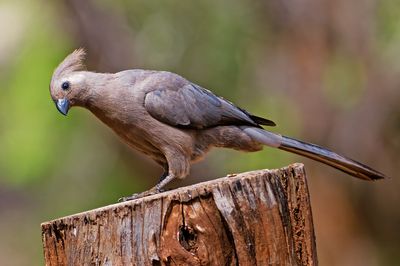 SA - Kruger National Park