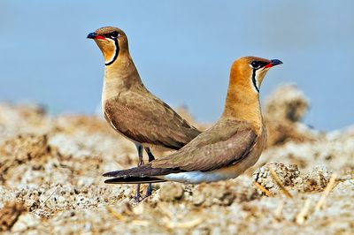 DSC_5213_DxO.jpg