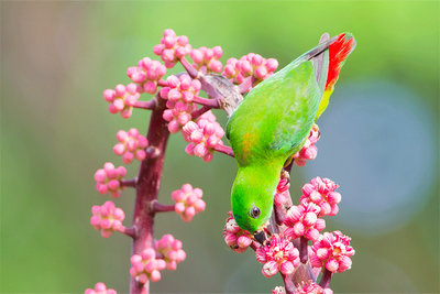 Blue-crowned Hanging-Parrot ( Loriculus galgulus )